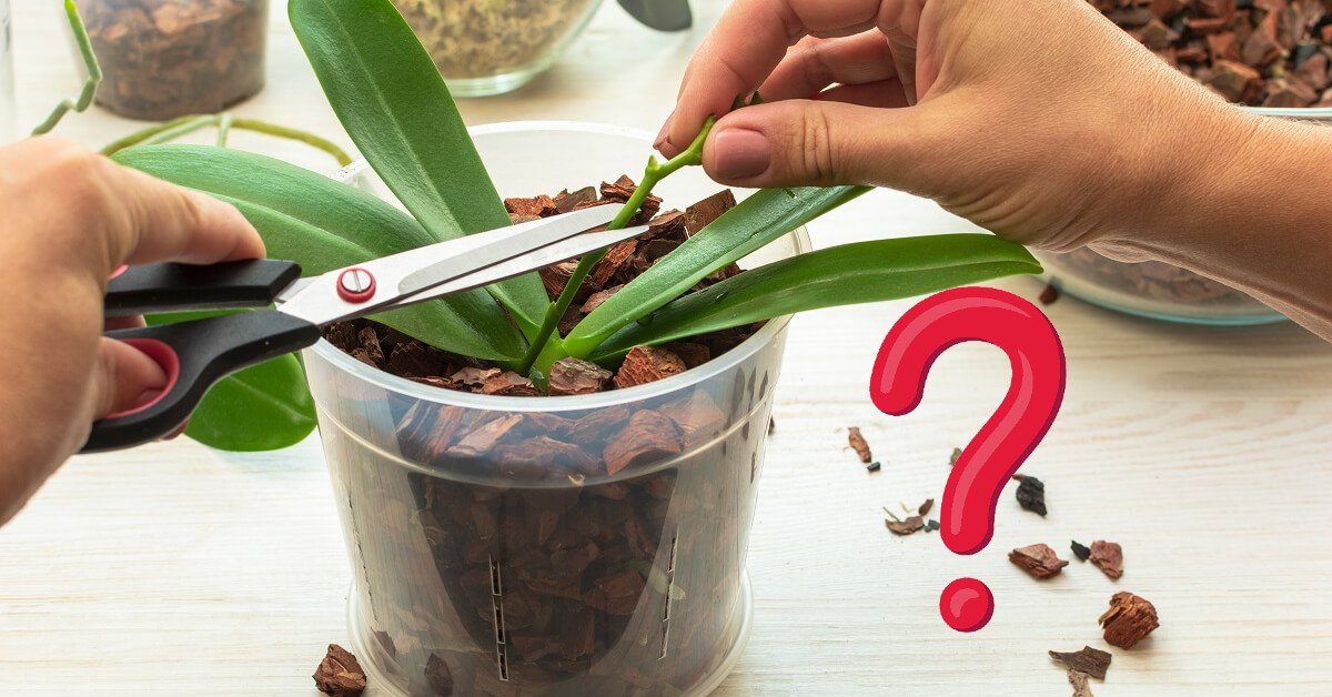 Как бороться с тлей на орхидеях в домашних условиях?